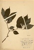 藏品(雙花龍葵(耳鉤草))的圖片